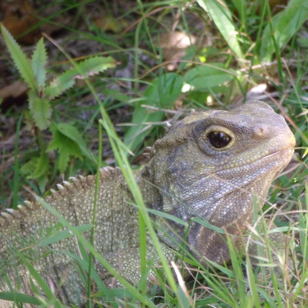 Tuataras