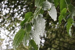 Smilax riparia