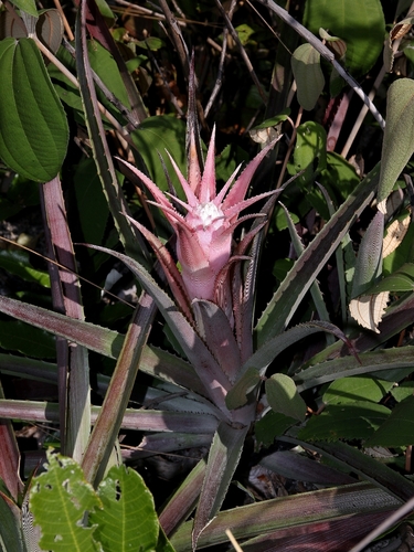 Bromelia interior