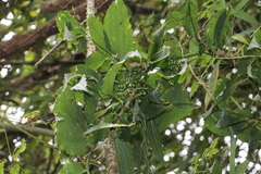 Smilax riparia