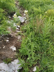 Tower mustard (Turritis brassica)