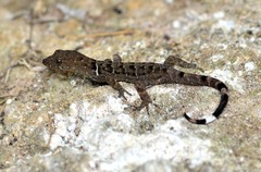 Gonatodes concinnatus