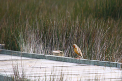 Macronyx capensis capensis