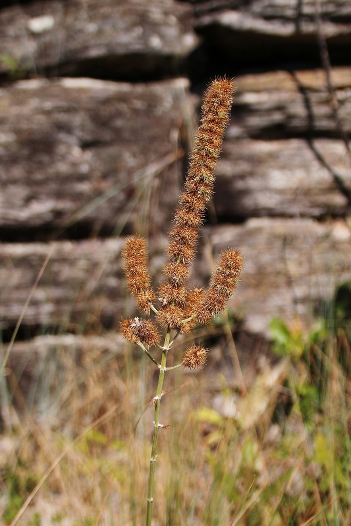 Gymneia interrupta