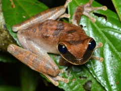 Osteocephalus planiceps