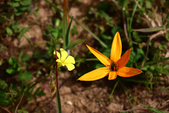 Pauridia linearis