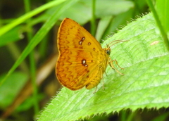 Tetragonus lycaenoides