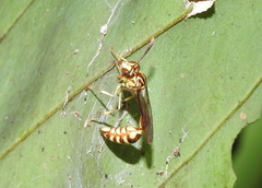 Liostenogaster varipicta