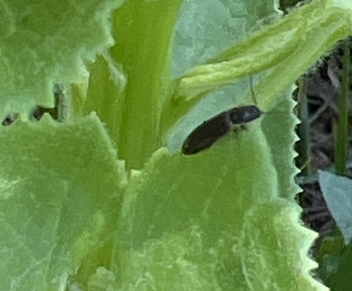iNaturalist observation photo of Click Beetles