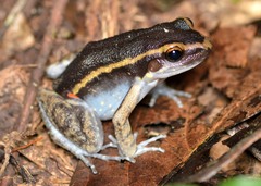 Lithodytes lineatus