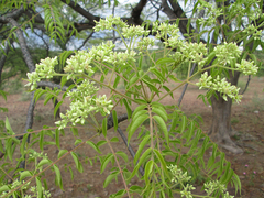 Kirkia acuminata