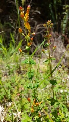 Hypericum pulchrum