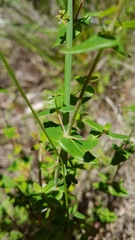 Hypericum pulchrum