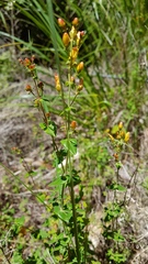 Hypericum pulchrum
