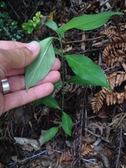 Cornus capitata