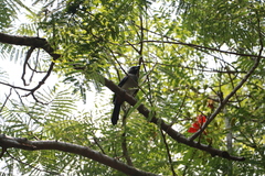 Dendrocitta formosae formosae