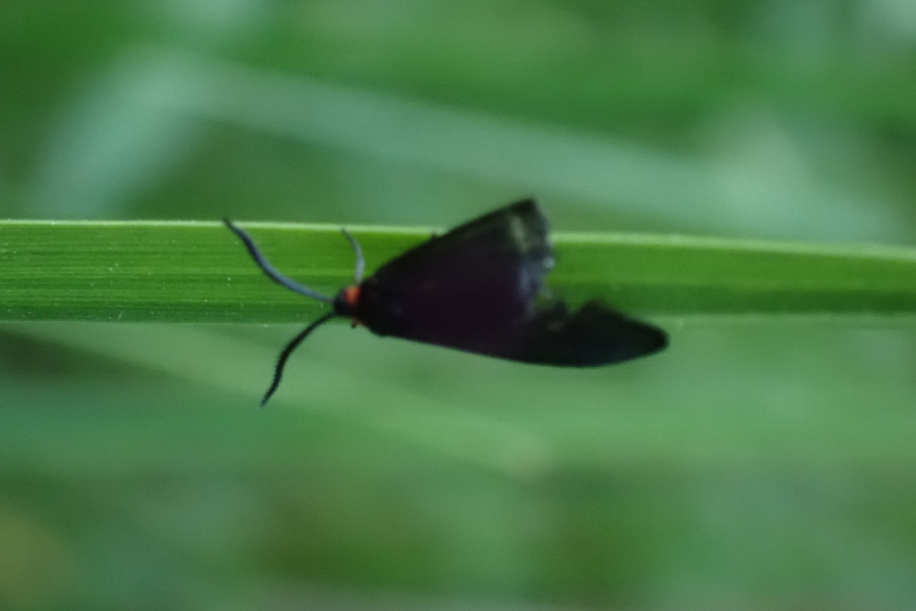 Clemens' False Skeletonizer Moth