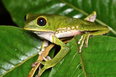 Phyllomedusa tarsius