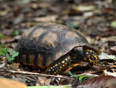 Chelonoidis denticulatus