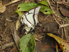 Polyura narcaea meghaduta