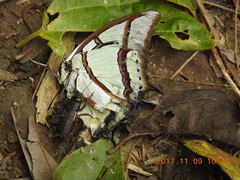Polyura narcaea meghaduta