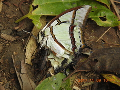 Polyura narcaea meghaduta