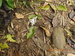 Polyura narcaea meghaduta