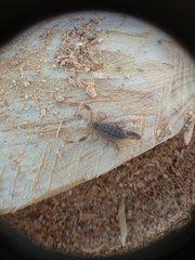 Reddyanus melanodactylus