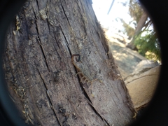 Reddyanus melanodactylus