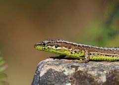 Iberolacerta monticola