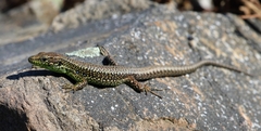 Iberolacerta monticola