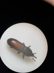 Mesites pallidipennis
