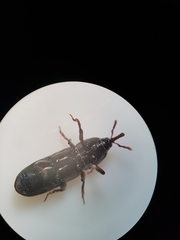 Mesites pallidipennis