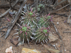 Euphorbia mammillaris