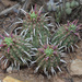 Euphorbia mammillaris - Photo (c) Felix Riegel, algunos derechos reservados (CC BY-NC), subido por Felix Riegel