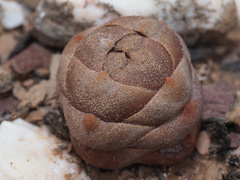 Crassula columnaris