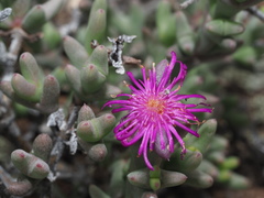 Smicrostigma viride
