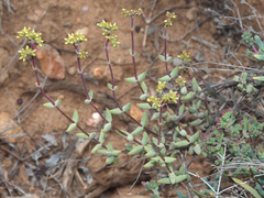 Crassula subaphylla subaphylla