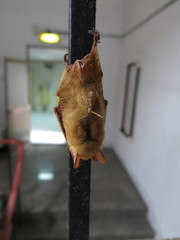 Myotis formosus flavus
