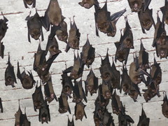 Hipposideros armiger terasensis