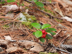 Gaultheria procumbens image