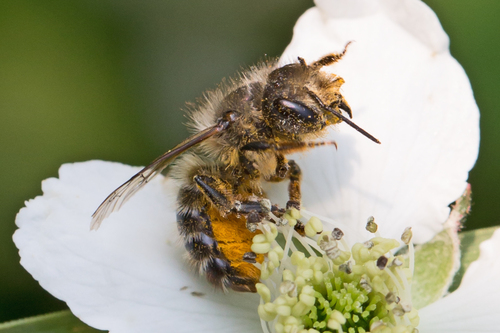 Horn-faced Mason Bee photo 4
