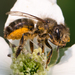 Horn-faced Mason Bee - Photo (c) Bill Keim, some rights reserved (CC BY), uploaded by Bill Keim