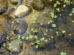 Marsilea minuta