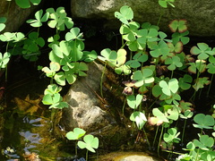 Marsilea minuta