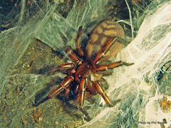 Hexathele hochstetteri