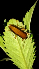 Thelyphassa lineata