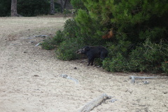 Sus scrofa
