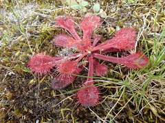 Drosera schmutzii