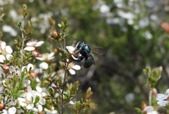 Xylocopa aerata